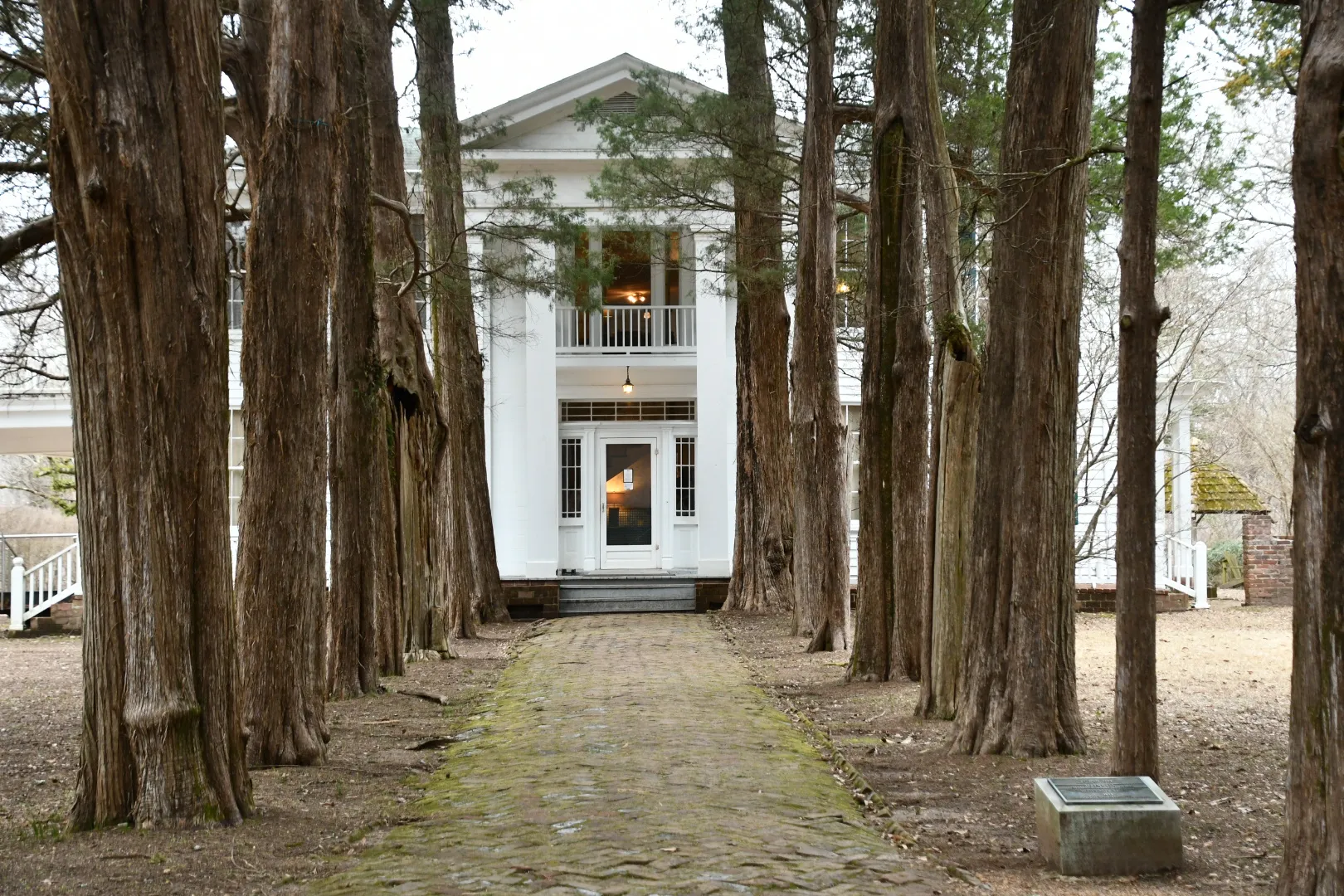 Rowan Oak