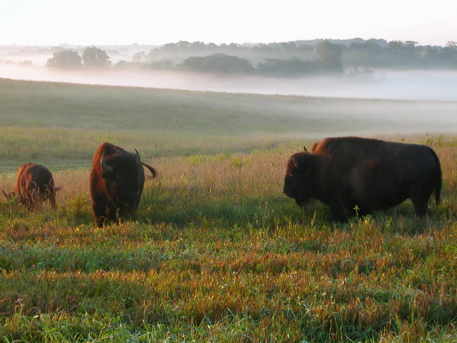 Neal Smith National Wildlife Refuge