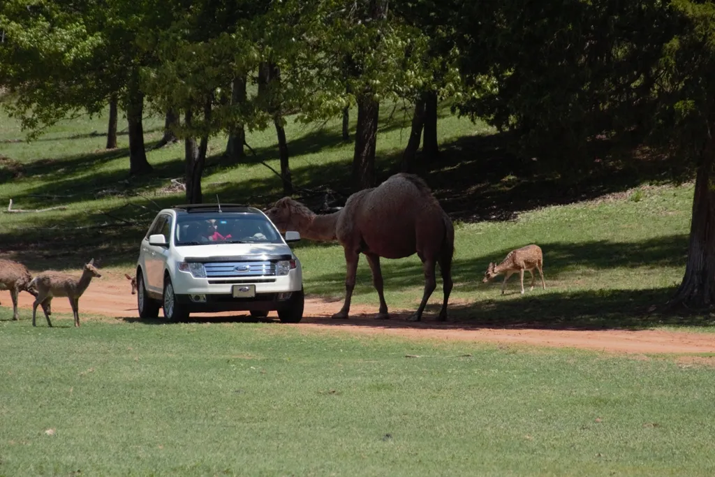 Cherokee Trace Drive-Thru Safari