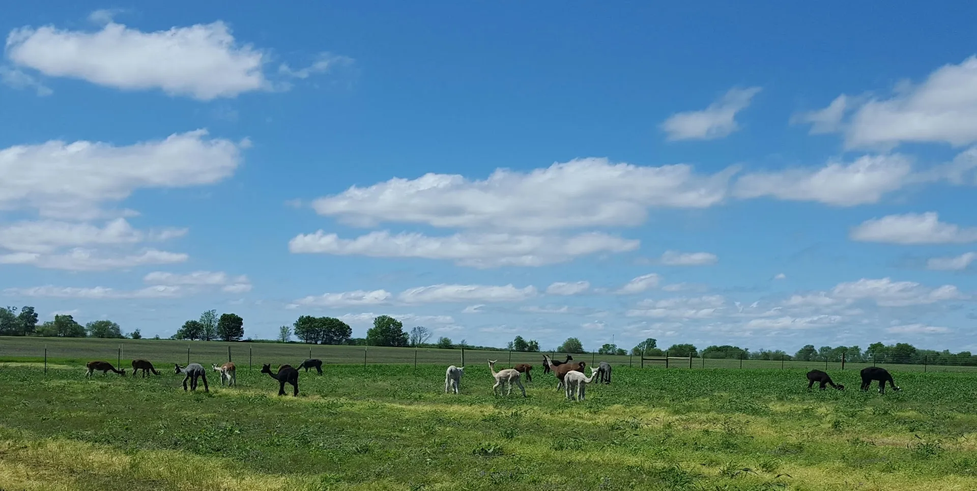 Yaya's Alpaca Farm