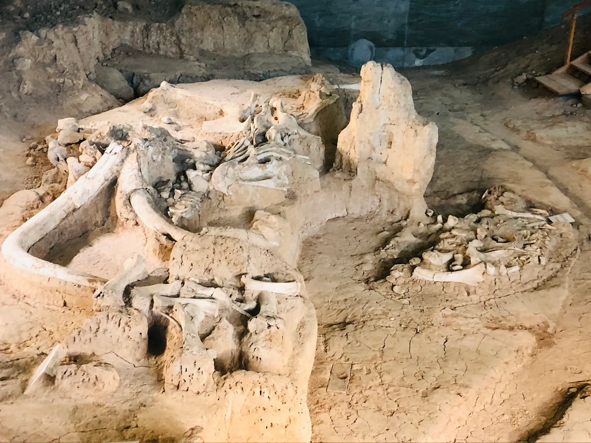 Waco Mammoth National Monument