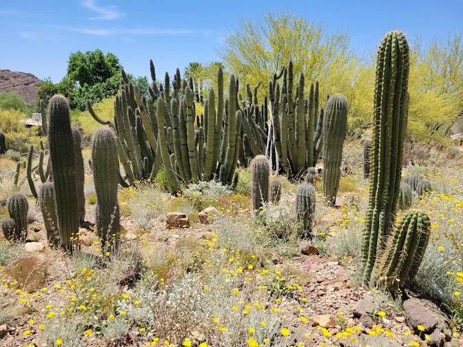 Tucson