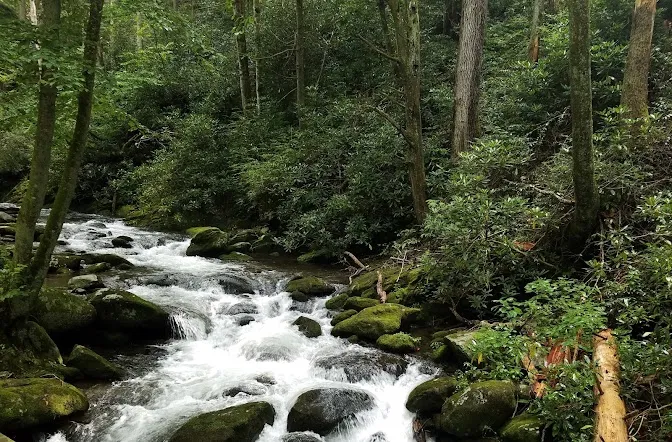 Sylva