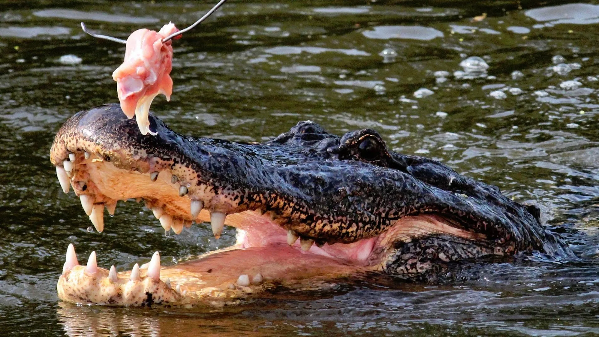 Cajun Man's Swamp Tours and Adventures LLC