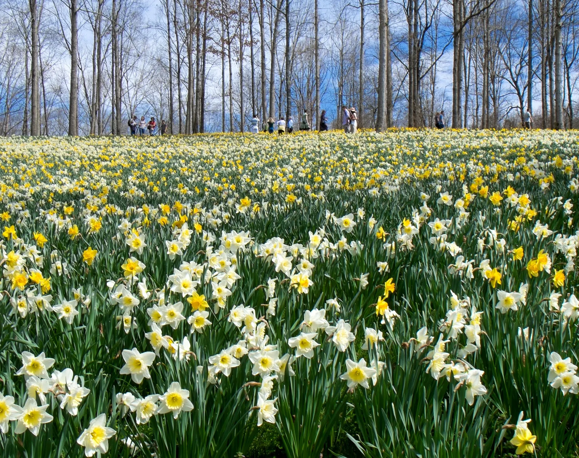 Gibbs Gardens