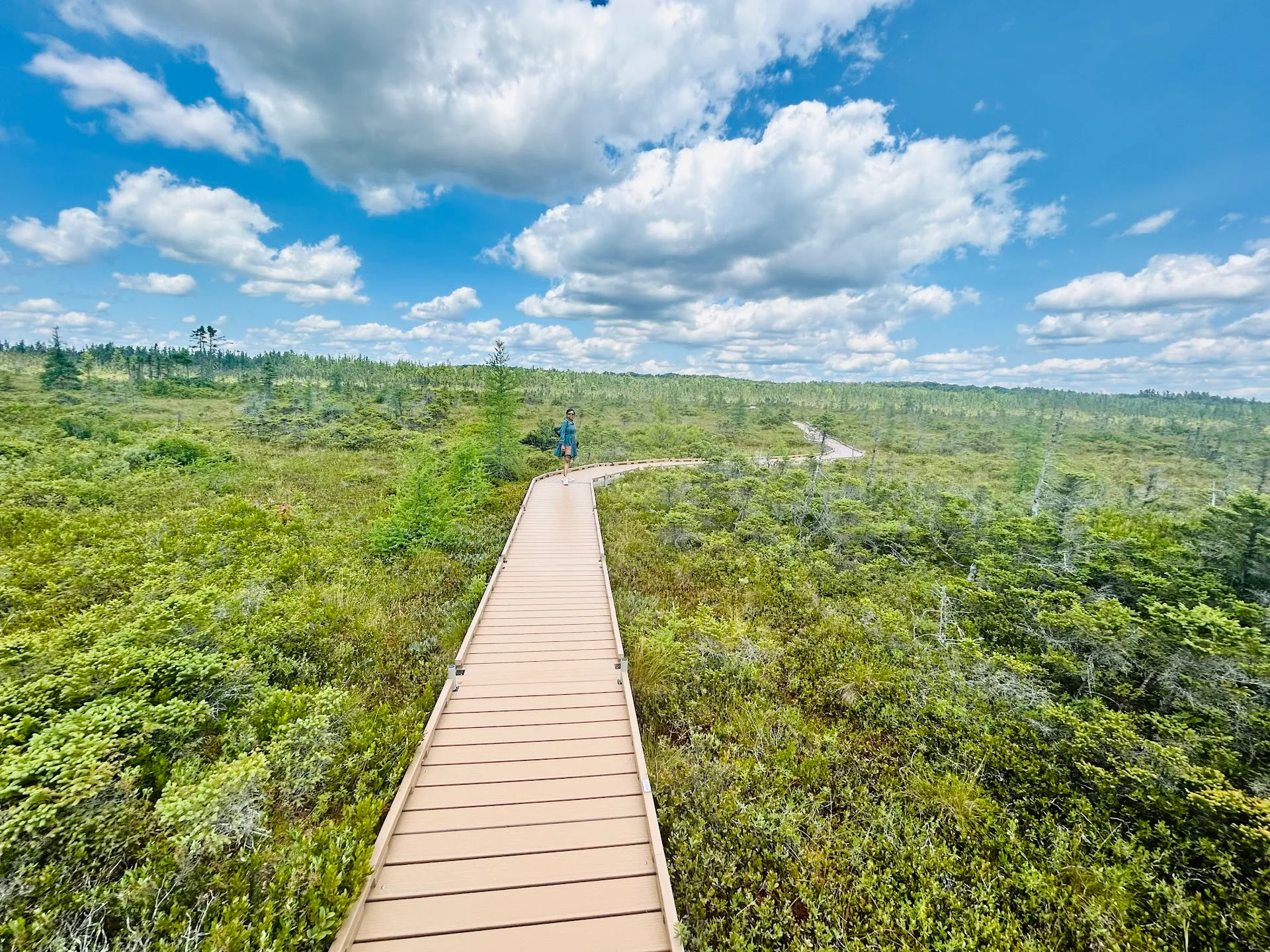Orono Bog Boardwalk