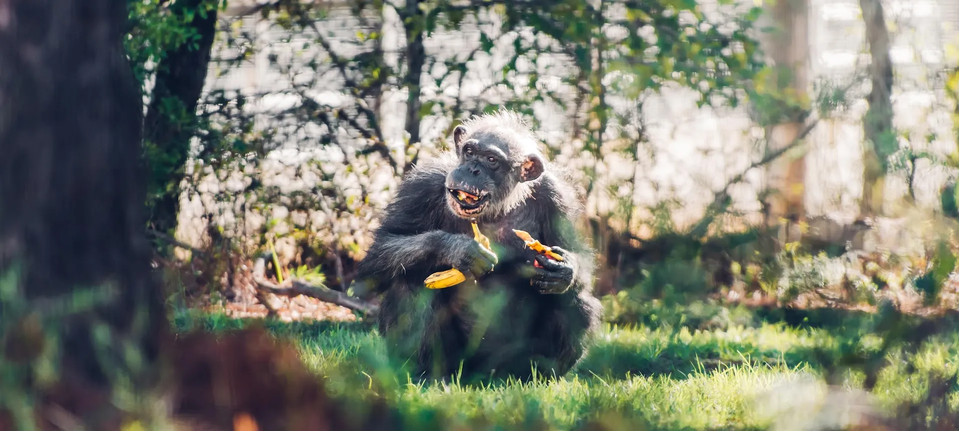 Chimp Haven, Inc.
