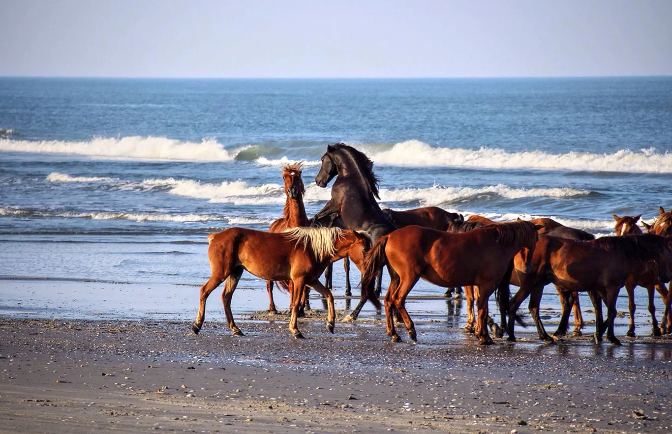 Wild Horse Adventure Tours