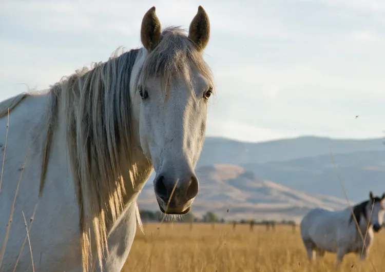 Wind River Wild Horse Sanctuary
