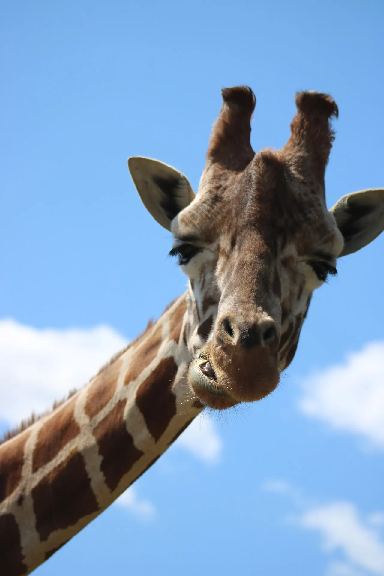 Safari North Wildlife Park