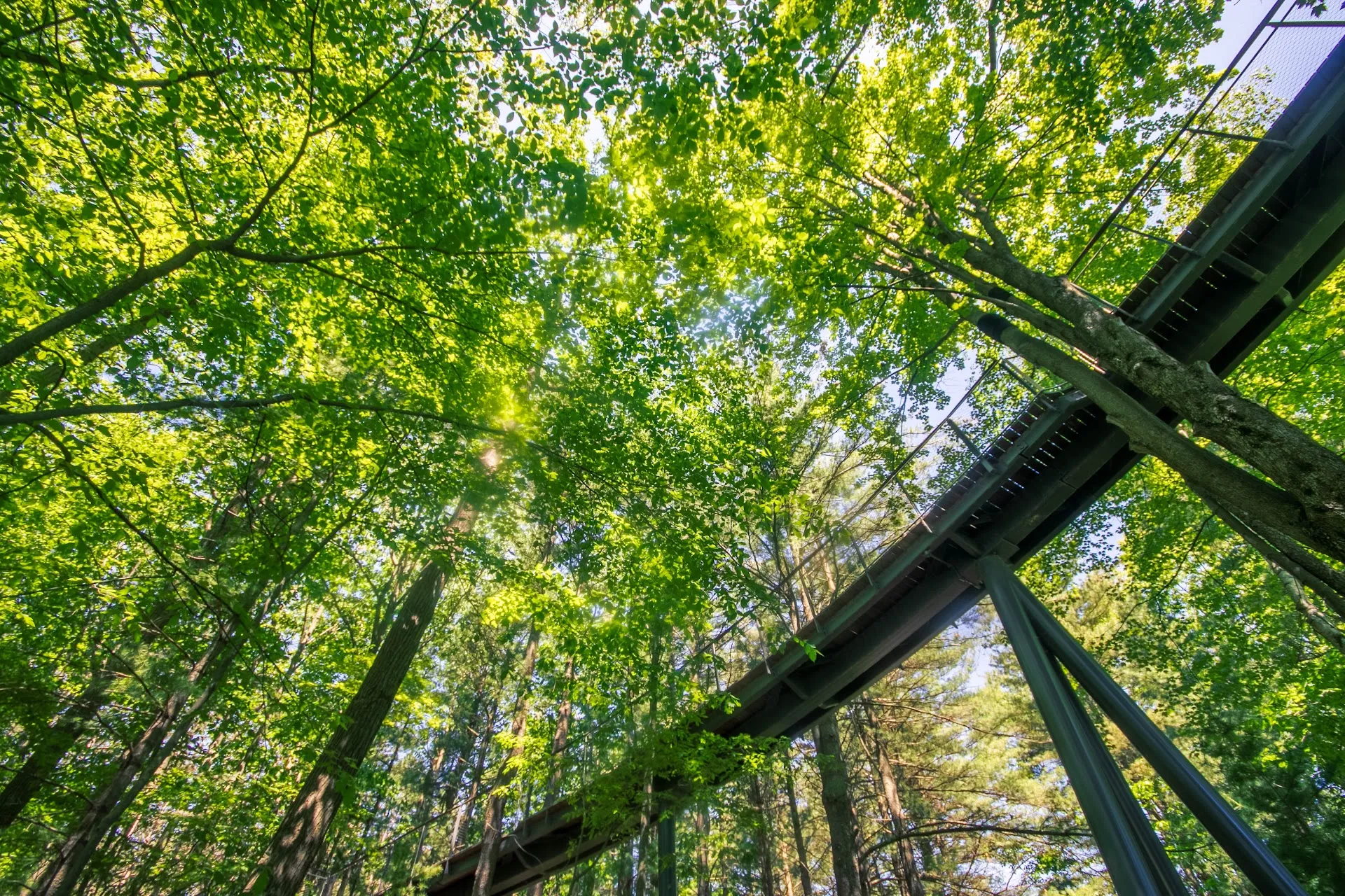 Whiting Forest of Dow Gardens