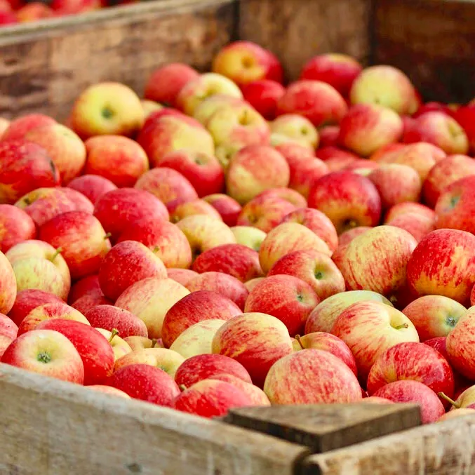 Apple Hill