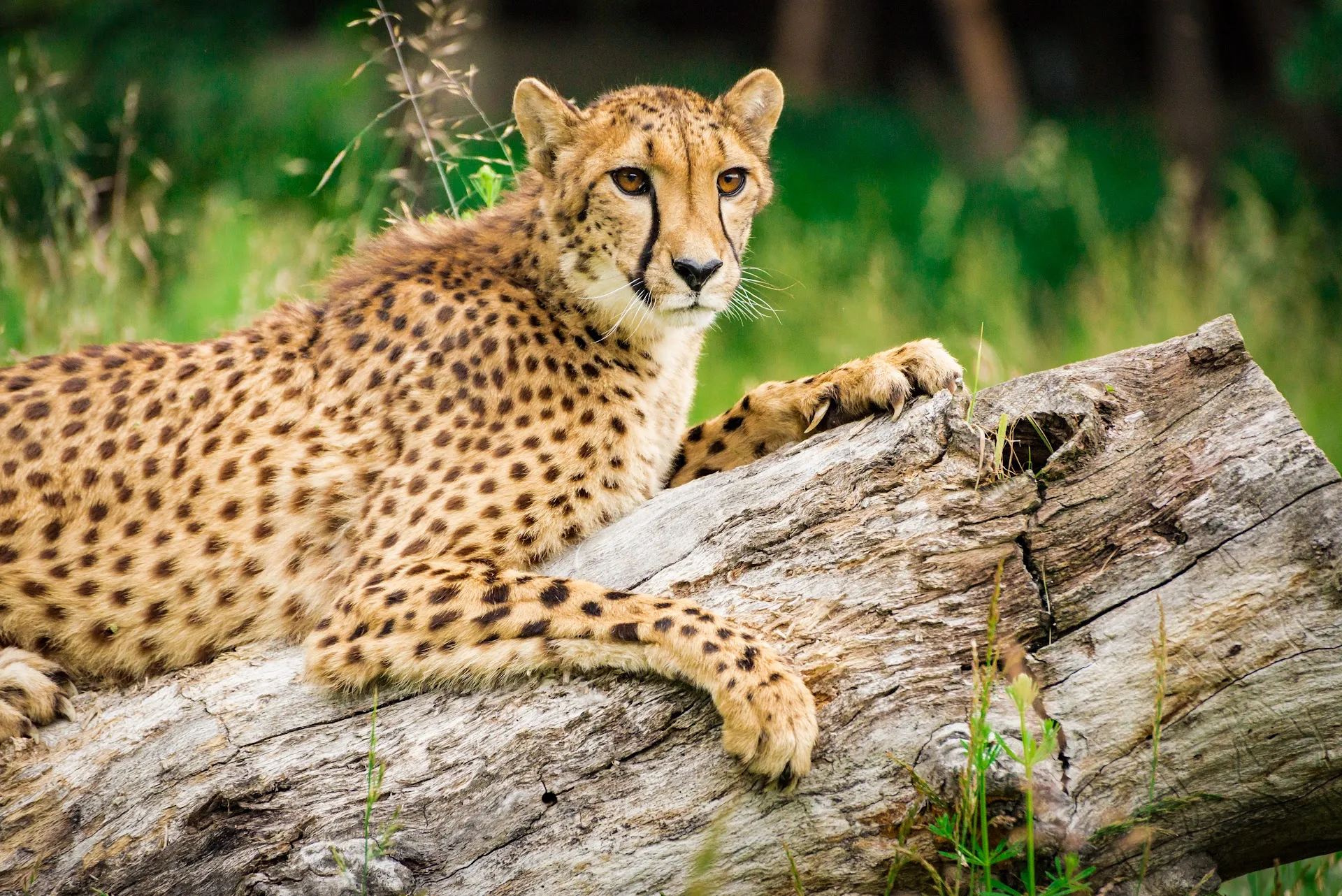 Wildlife Safari