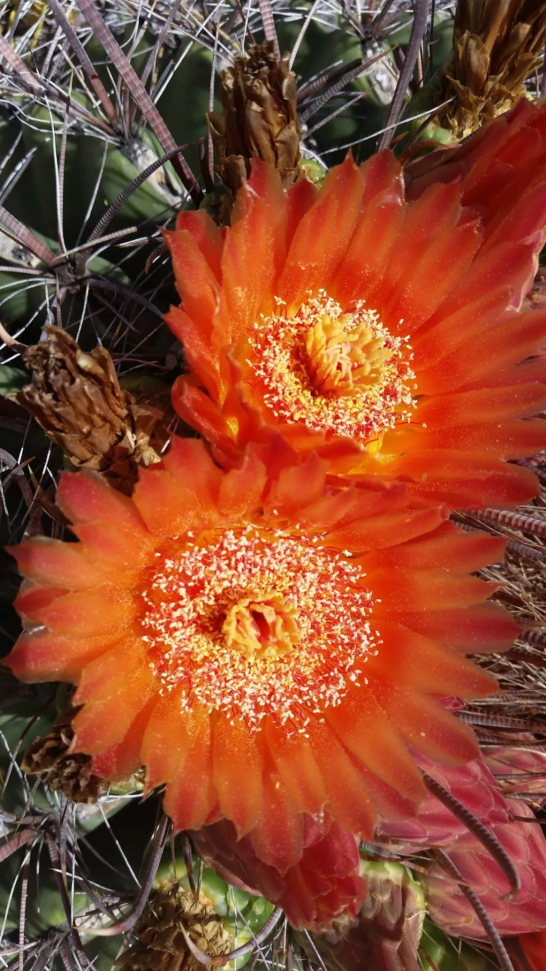 Coronado National Forest