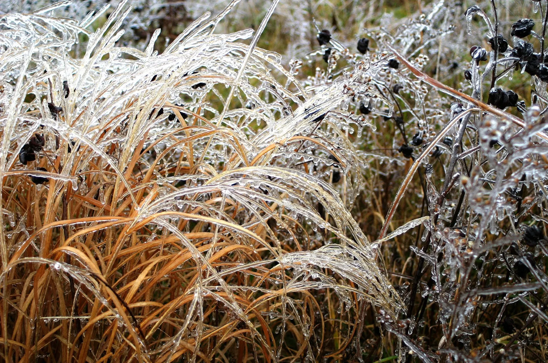 Shaw Nature Reserve