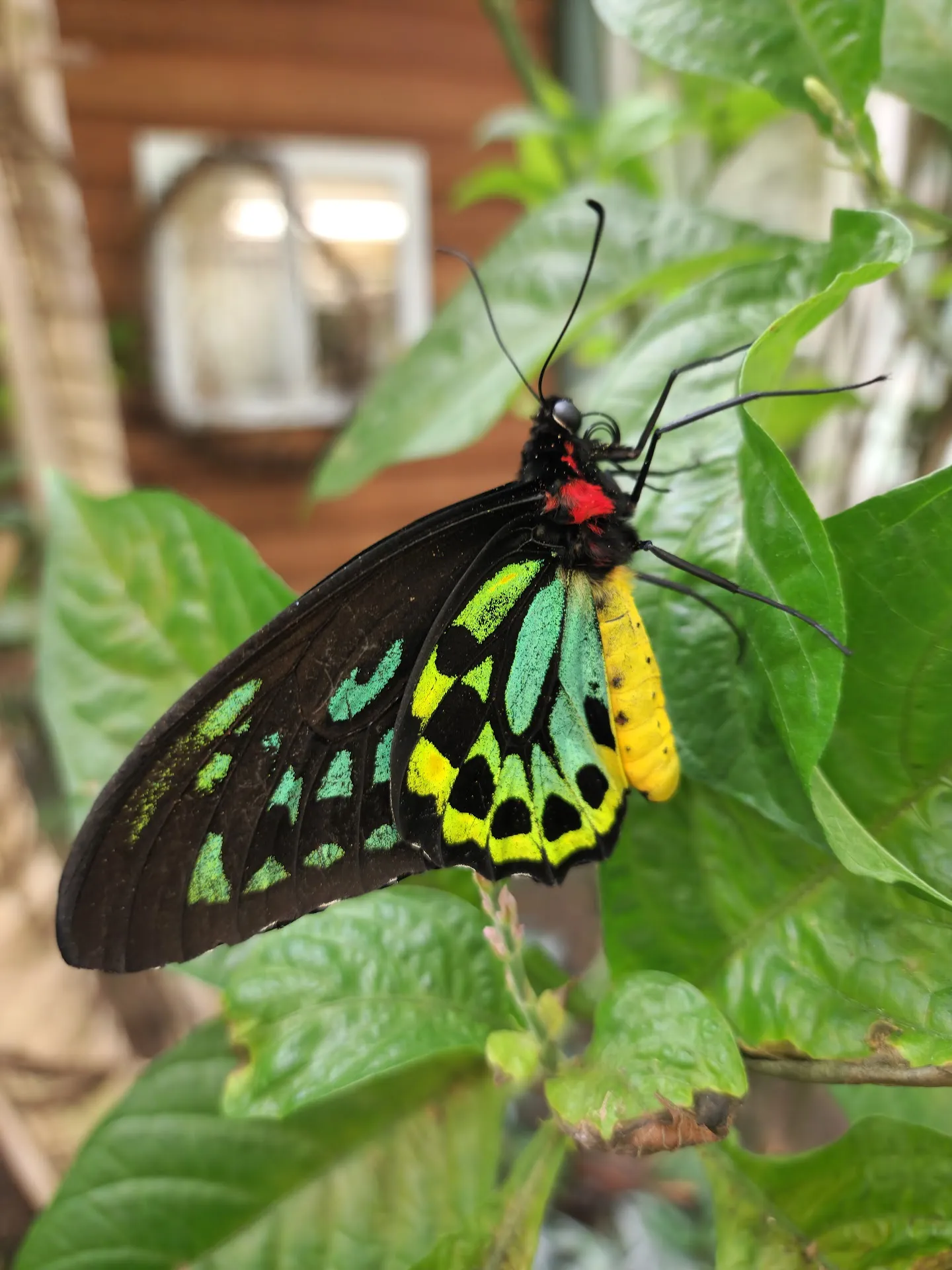 Magic Wings Butterfly Conservatory