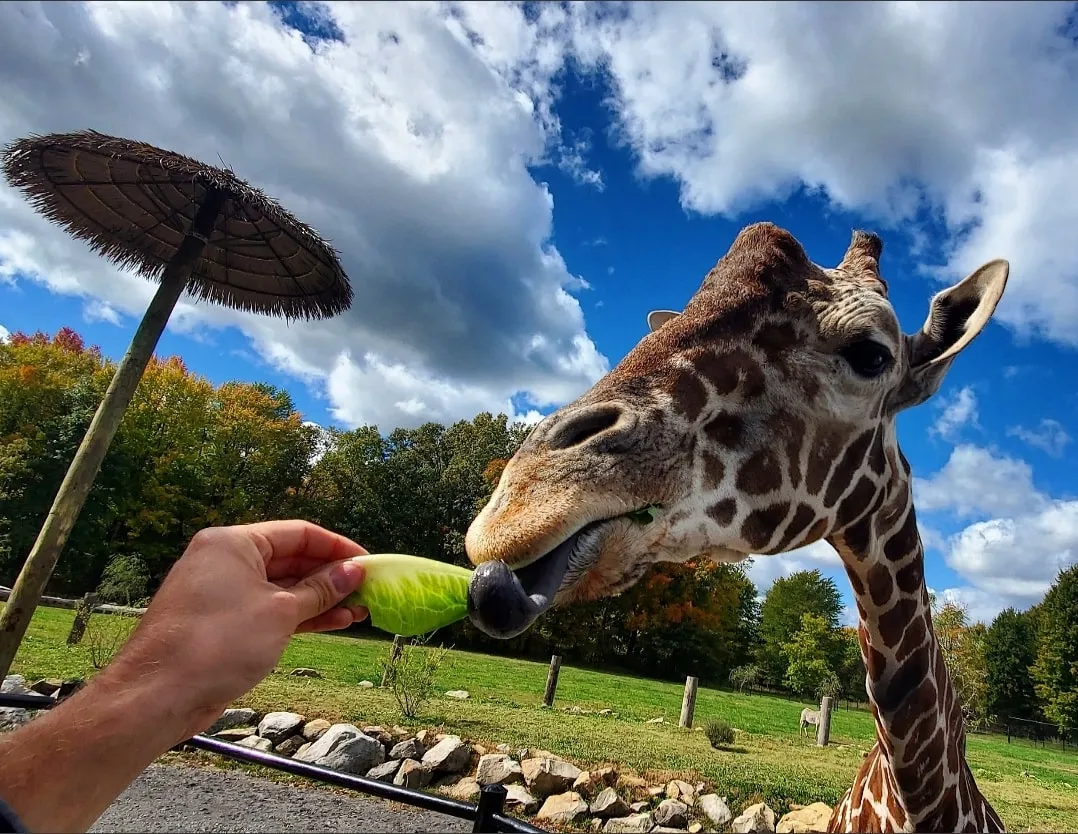 Keystone Safari