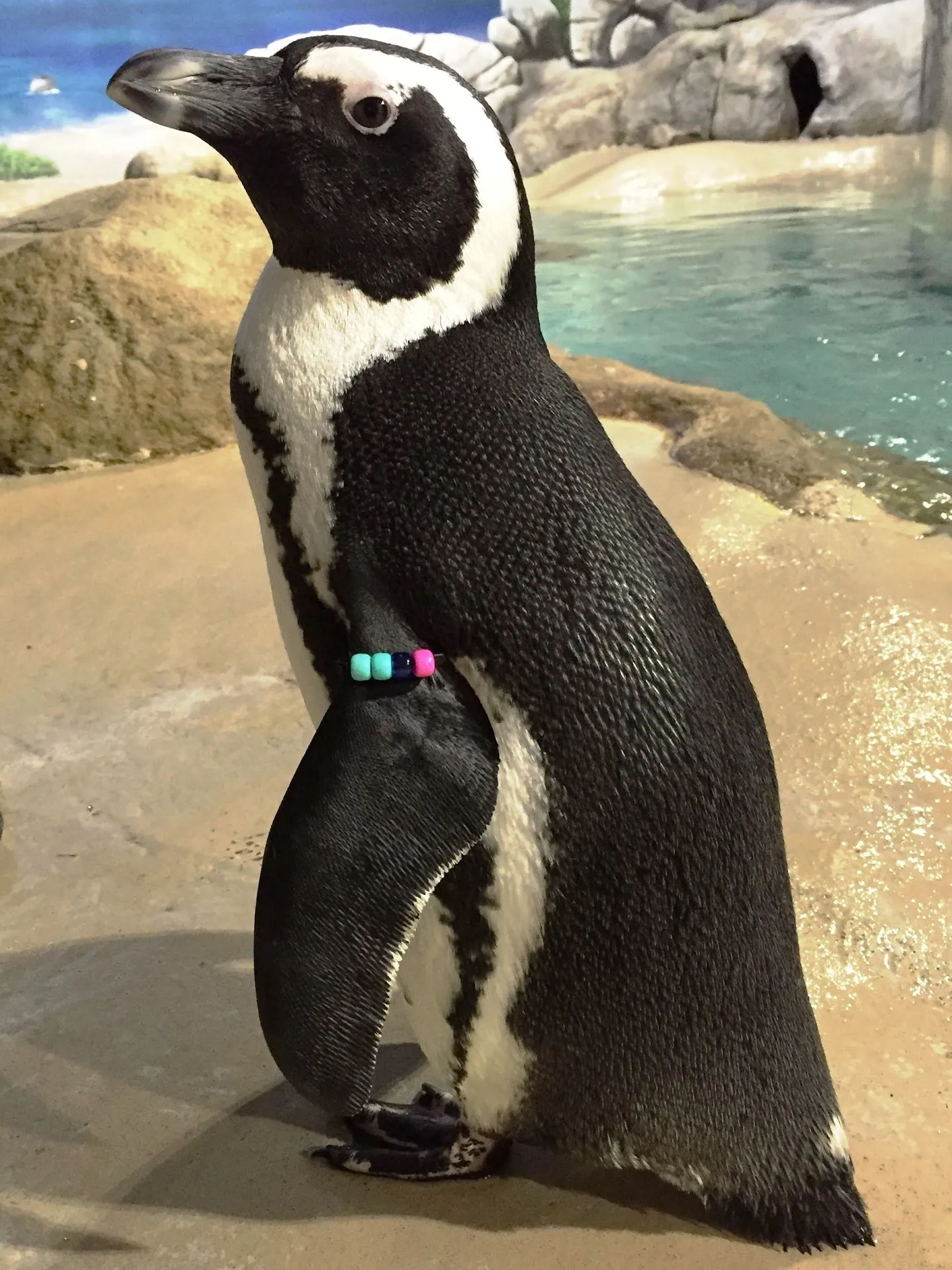Jenkinson's Aquarium