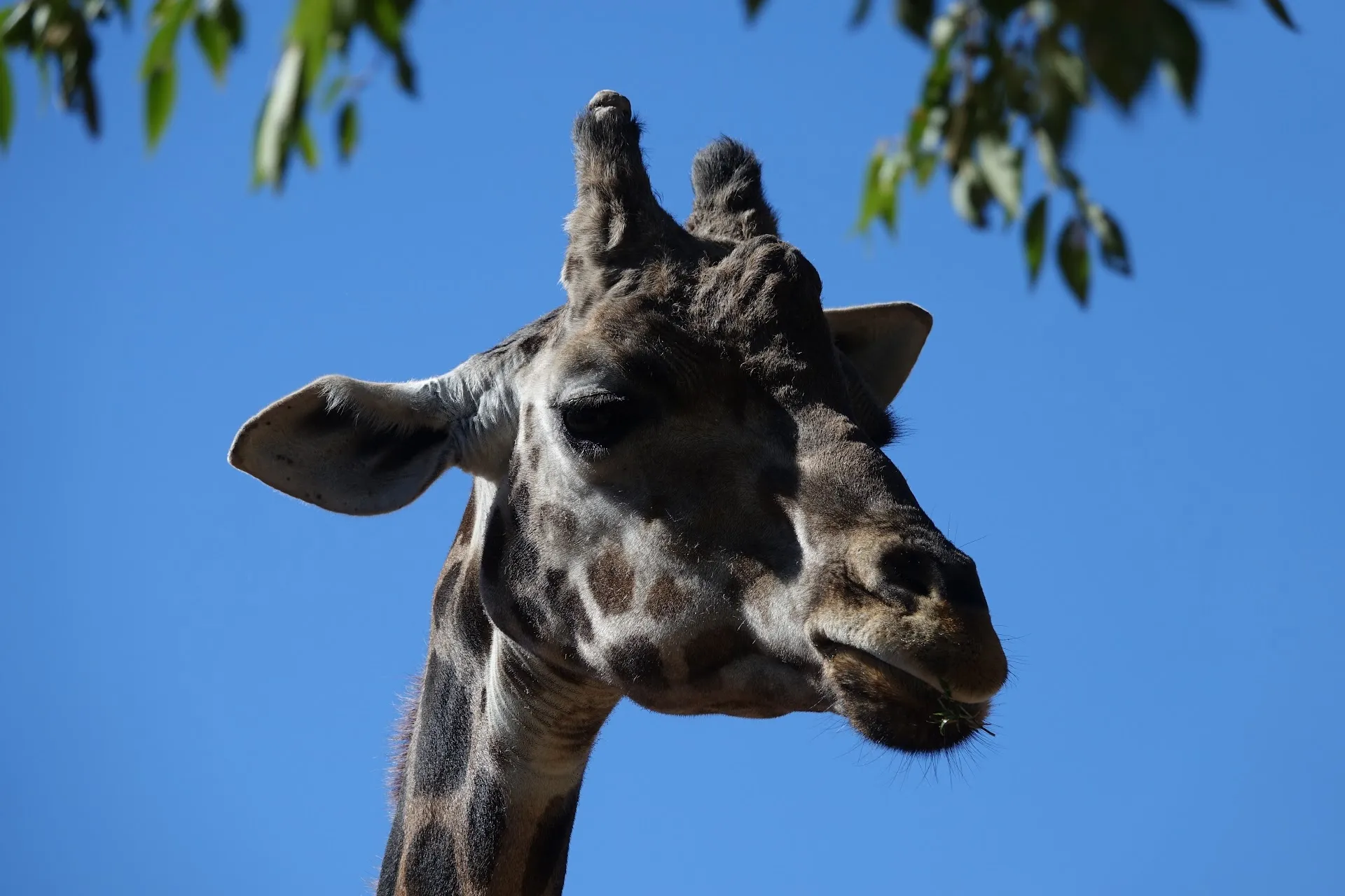 Hillcrest Park Zoo