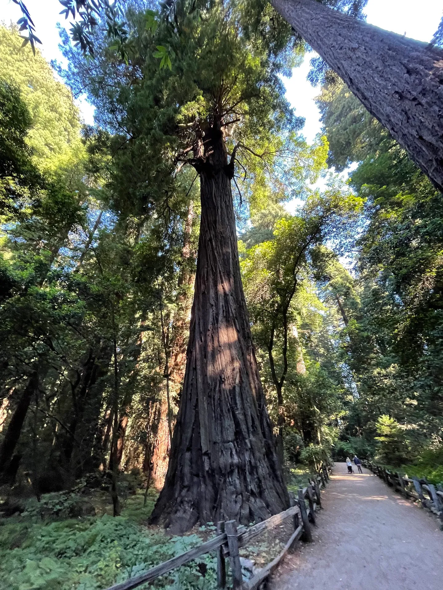 Henry Cowell Redwoods State Park