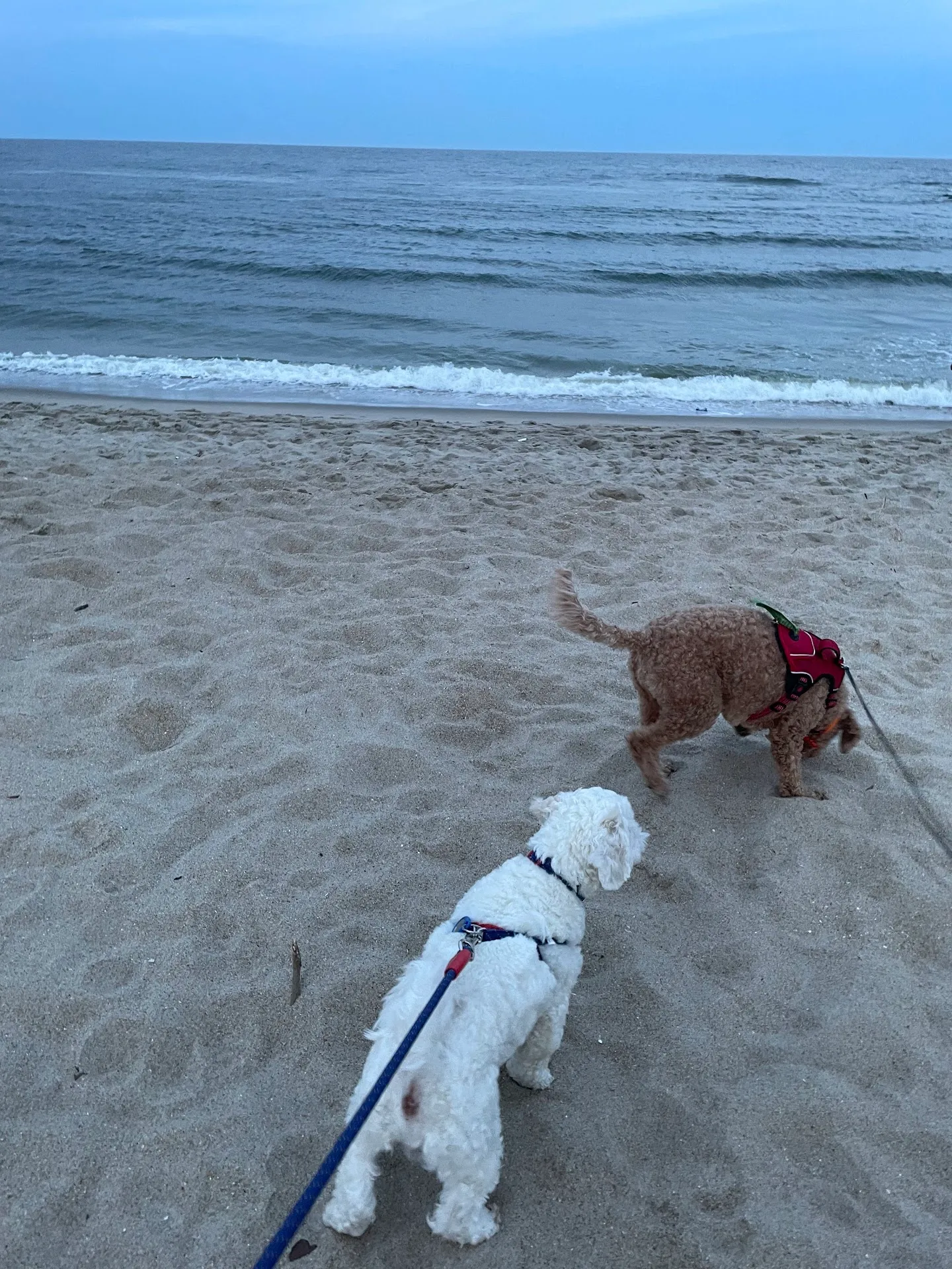 Asbury Park Dog Beach