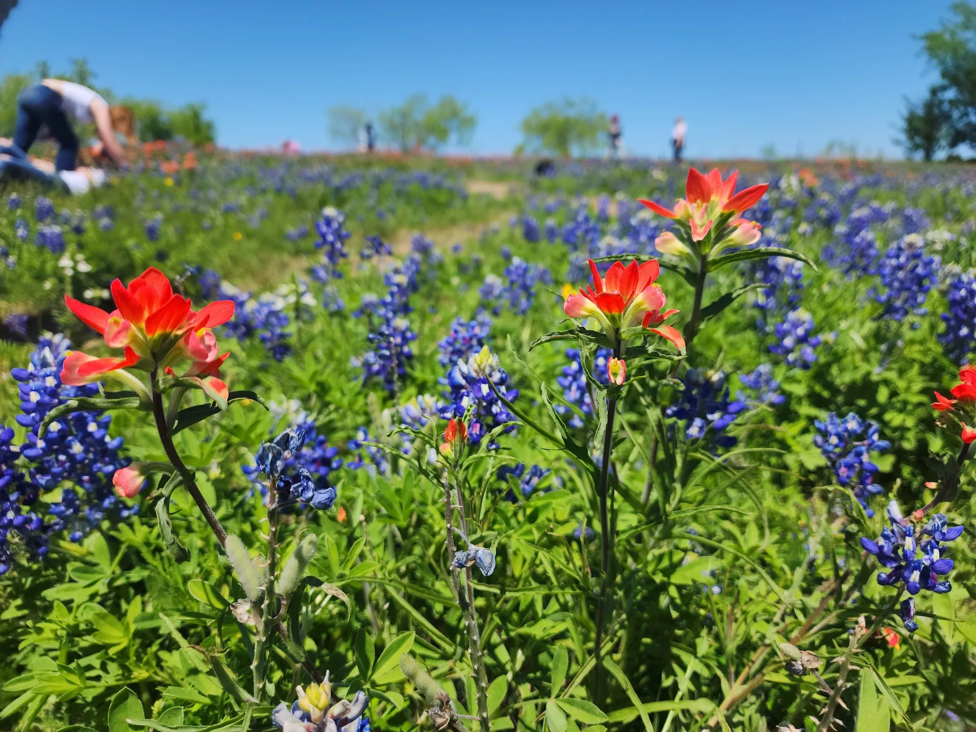 Bluebonnet Park