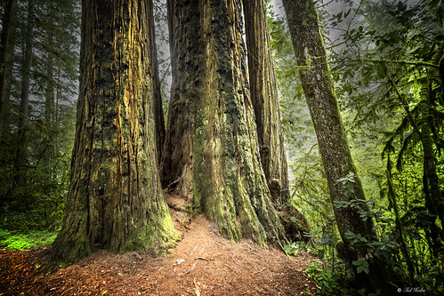 Redwood National and State Parks