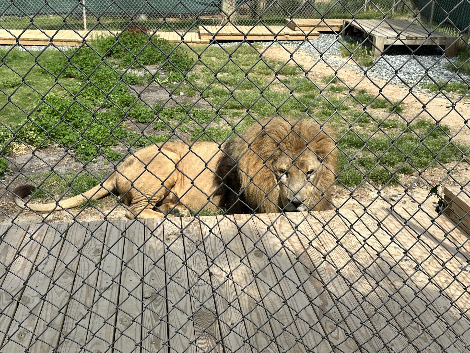 Animal Park at the Conservators Center