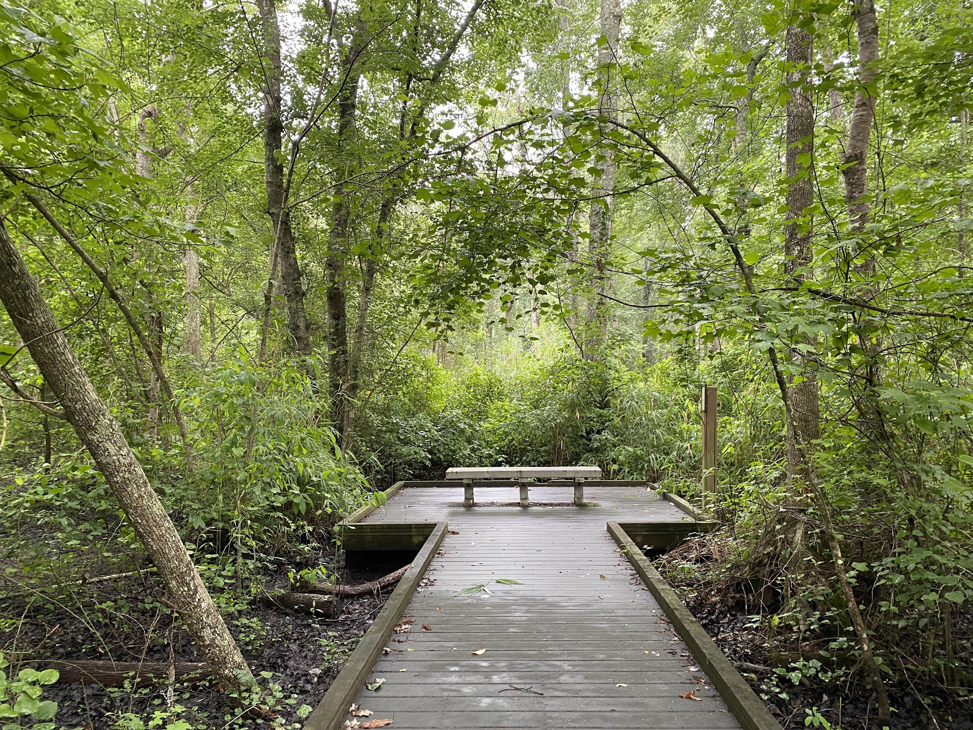 Great Dismal Swamp National Wildlife Refuge