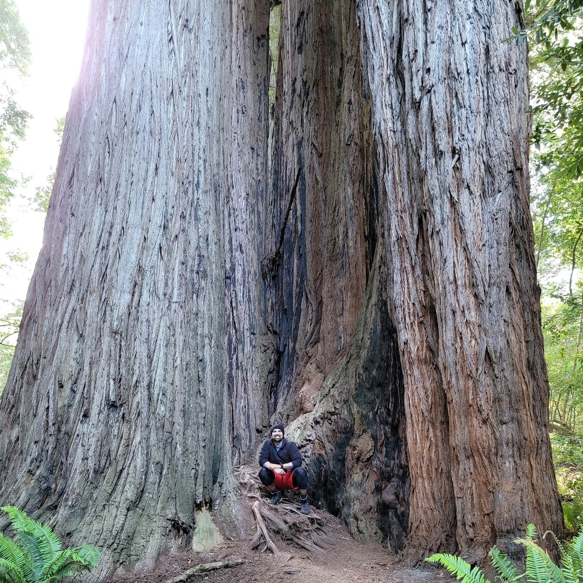 Tall Trees Grove Trailhead