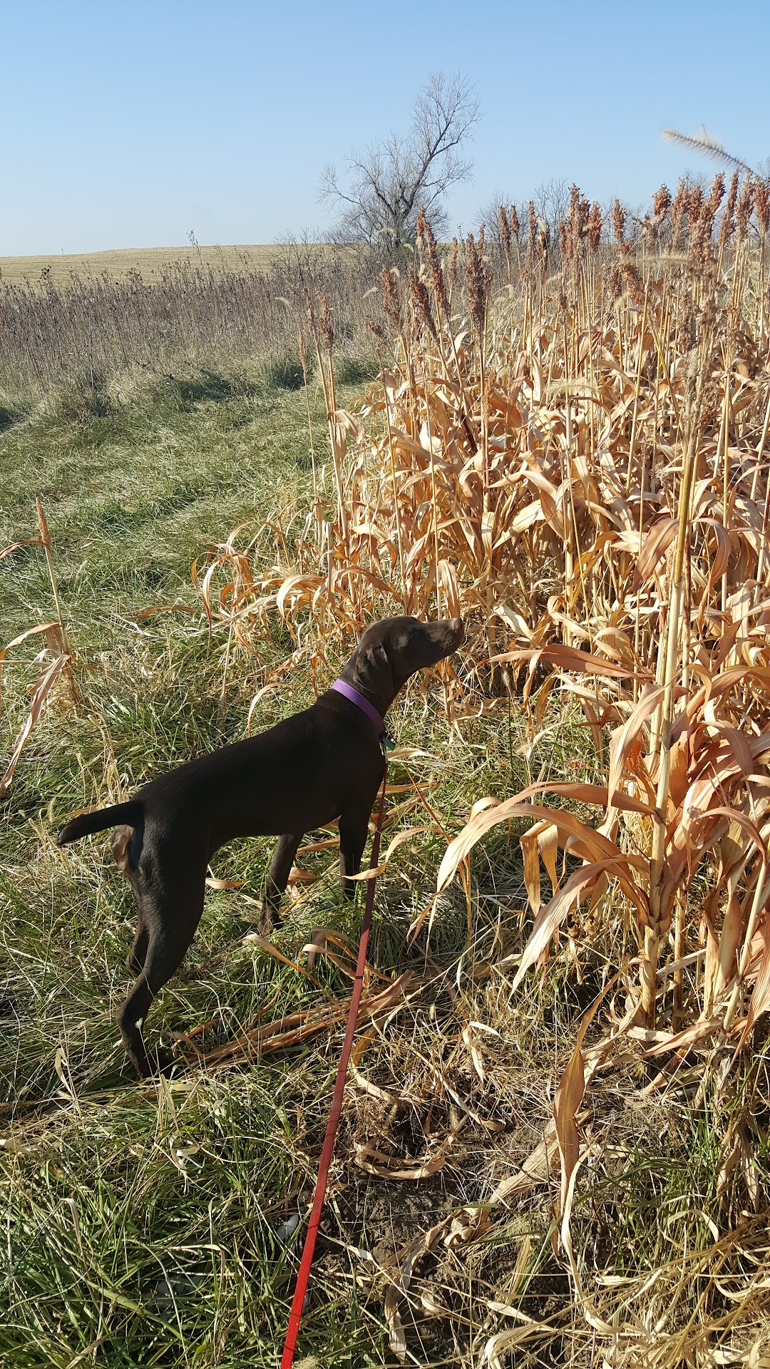 Harding Gamebirds