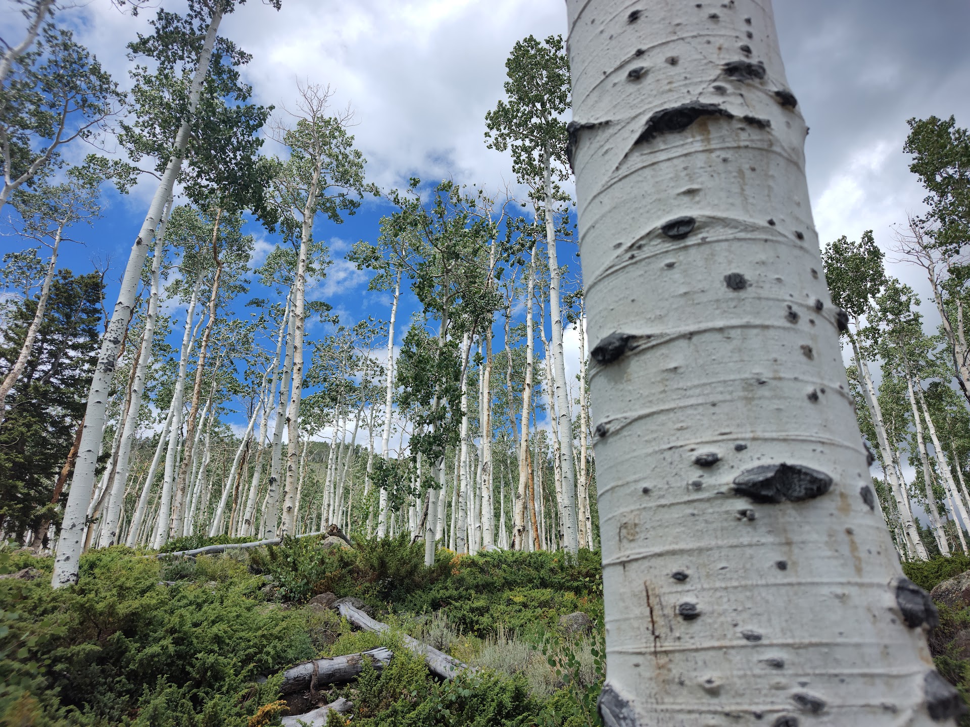 Pando Aspen Tree