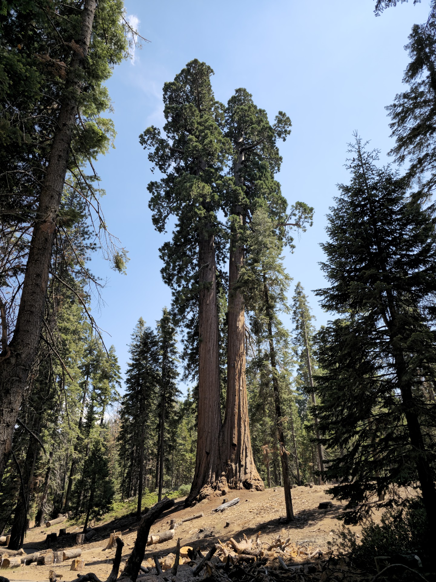 Trail of 100 Giants Trailheads