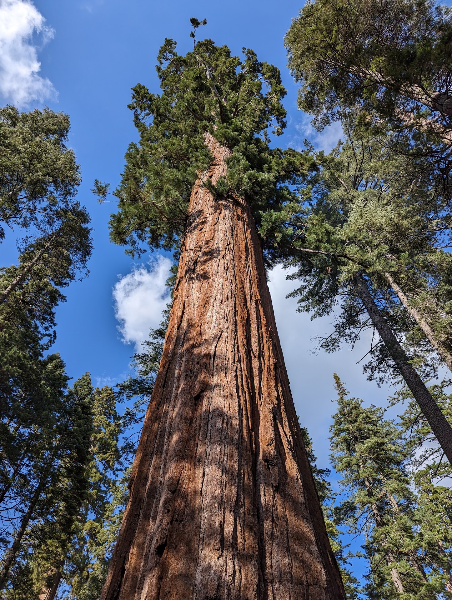 Calaveras Big Trees State Park