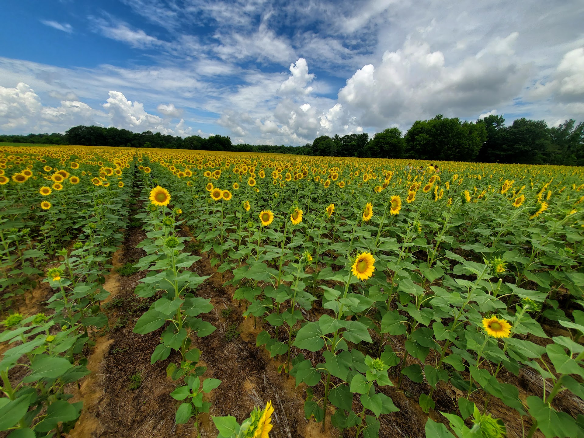 Autauga County Sunflower Field