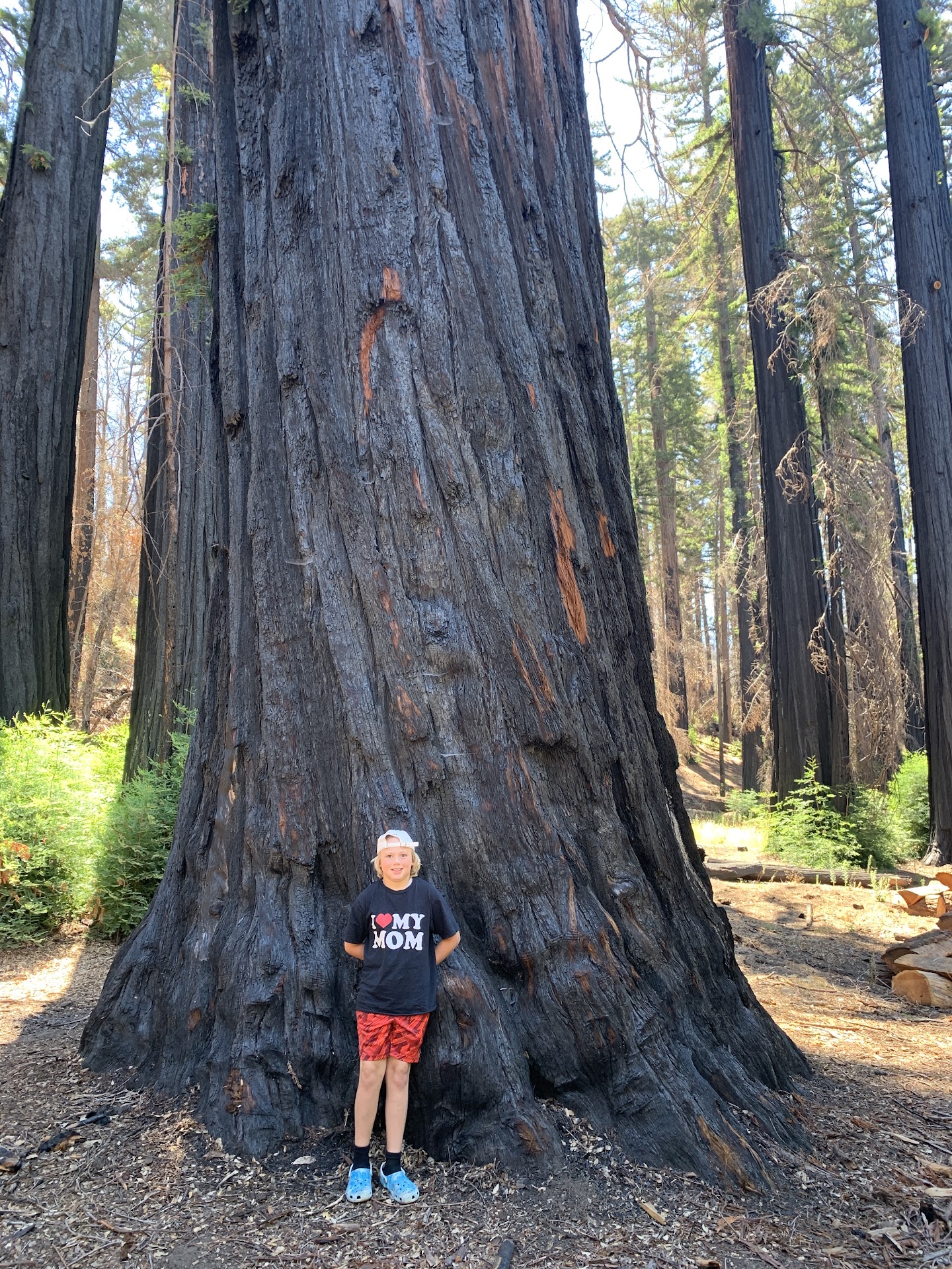 Big Basin Redwoods State Park
