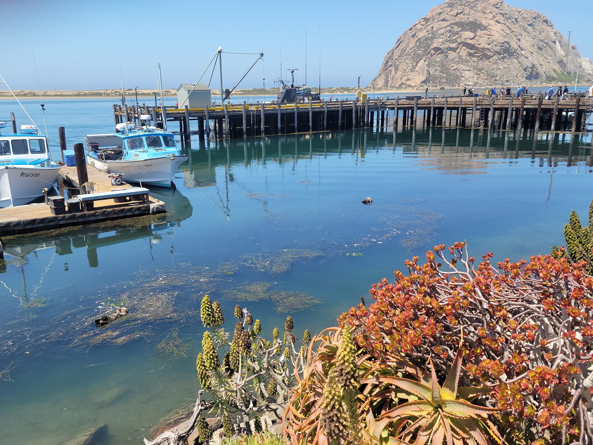 Morro Bay T Pier (Otter Viewing Area)