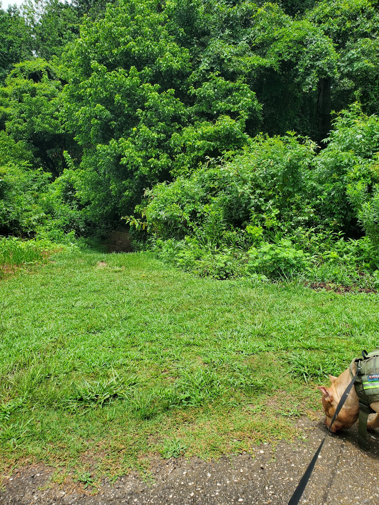 Chickasaw Indian Mounds