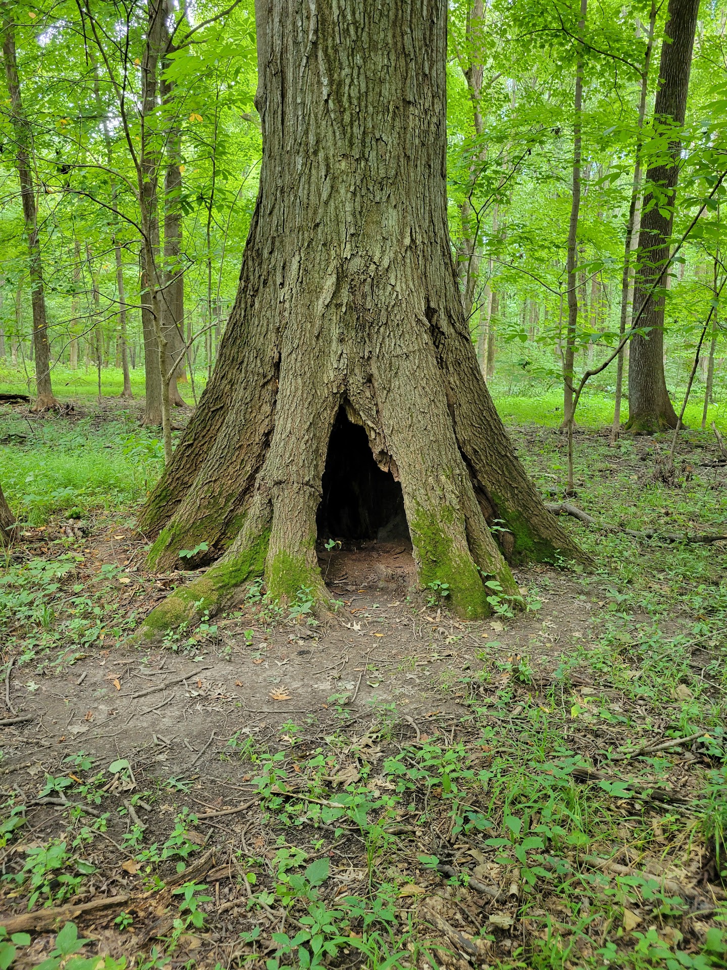 Beall Woods State Park