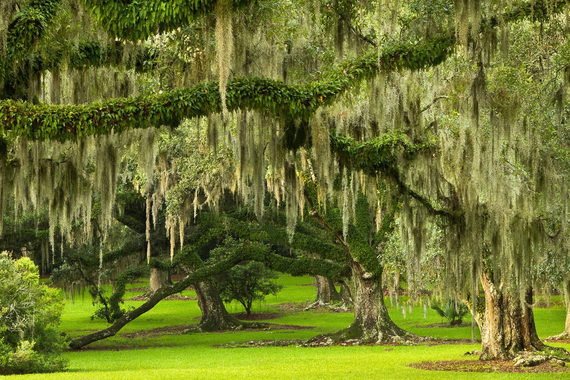 Jungle Gardens