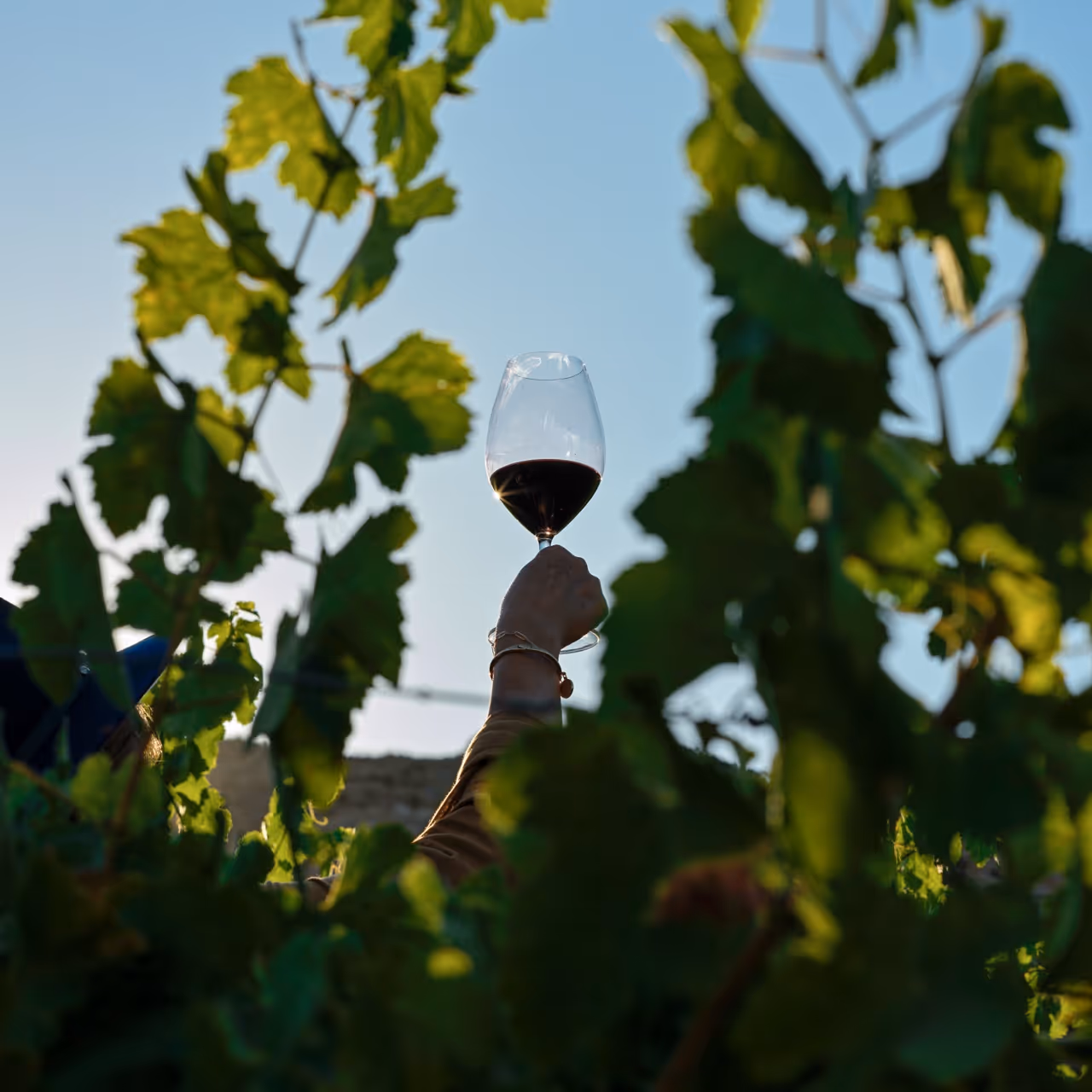 Una mano levantando una copa de vino entre hojas de un viñedo. Rutas Enoturísticas de Baja California