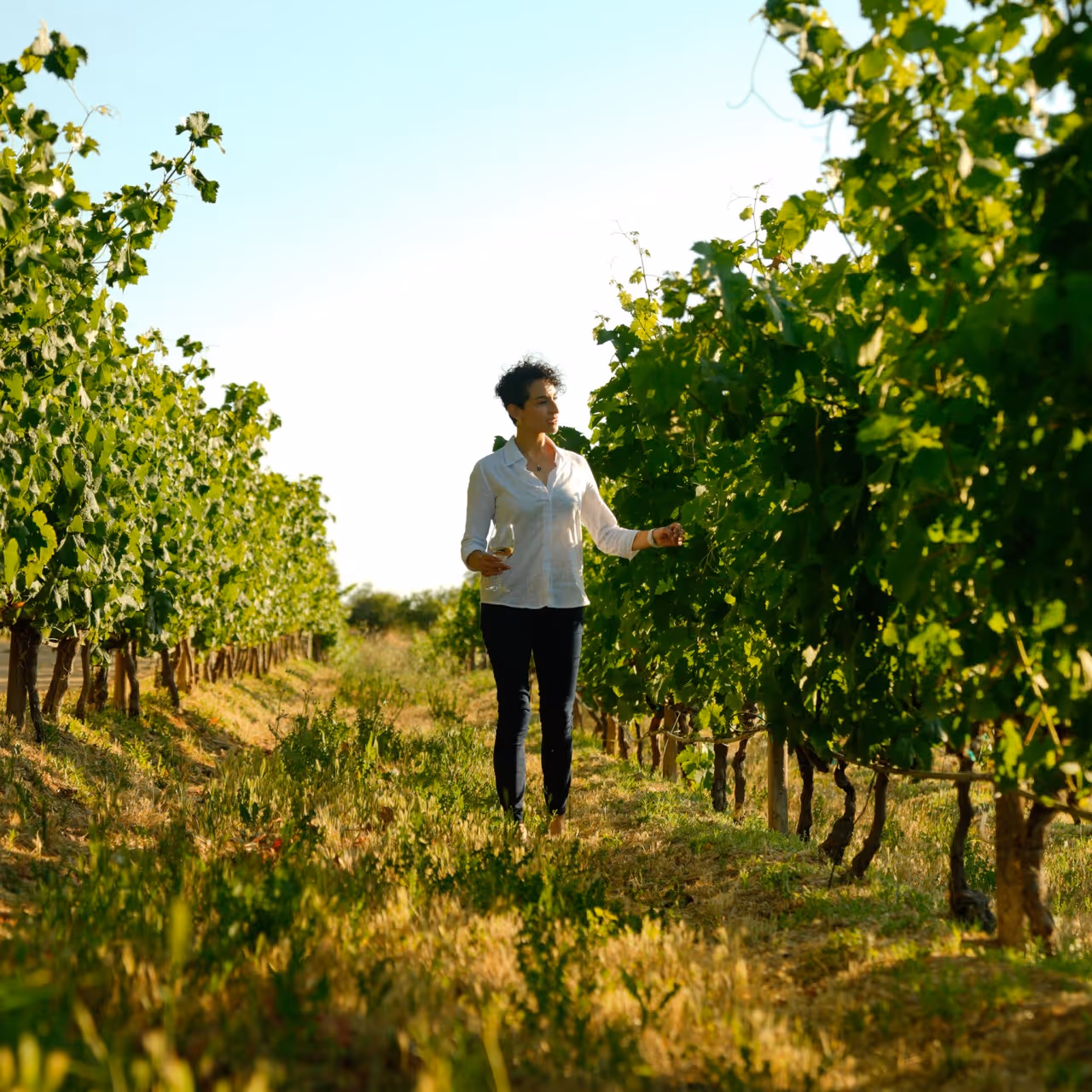 Una mujer caminando por un viñedo, sosteniendo una copa de vino. Rutas Enoturísticas de Baja California