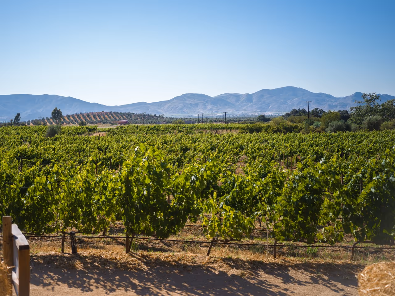 Un paisaje de un viñedo y unas montañas al fondo. Rutas Enoturísticas de Baja California