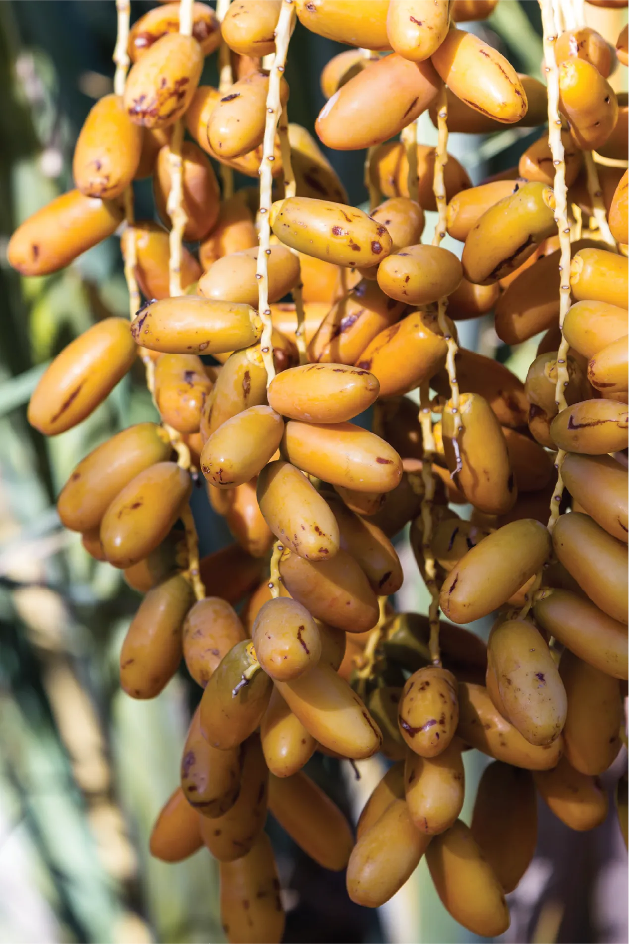 Un campo de flores de cempasuchil, con muchas personas recorriendolos y una casa colorida en un costado. Ruta de las flores