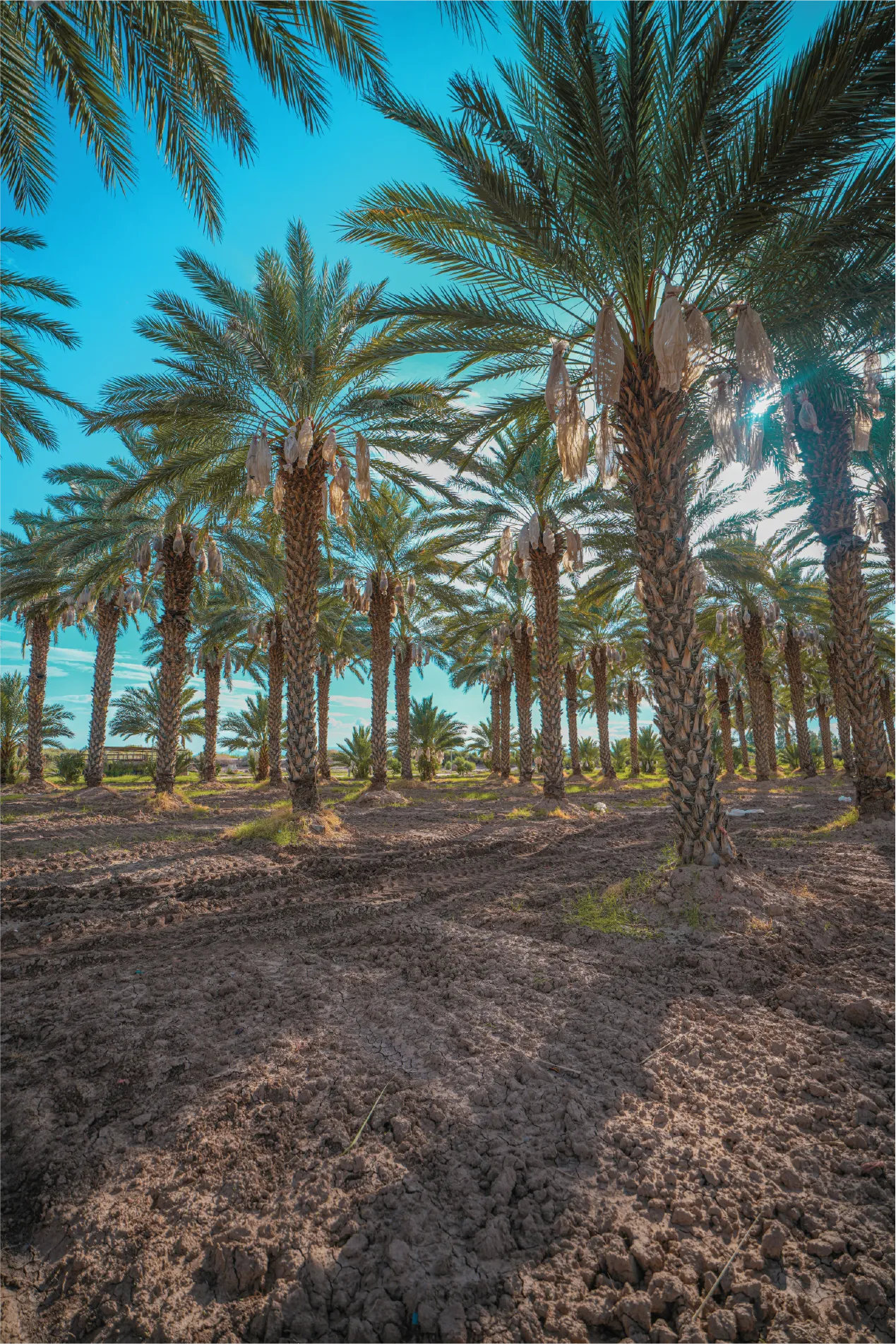 Toma aerea de un rancho floricultor, con muchos campos de flores y personas recorriendolos. Ruta de las flores