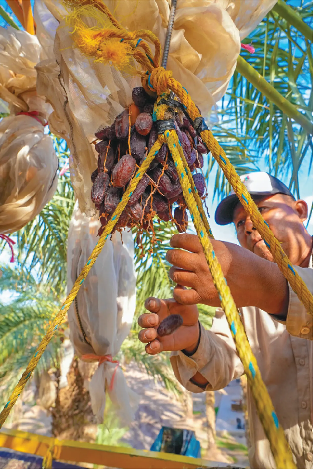 Una chica con sombrero azul y vestido amarillo oliendo flores color lila, sosteniendo vegetales en una canasta. Ruta de las flores
