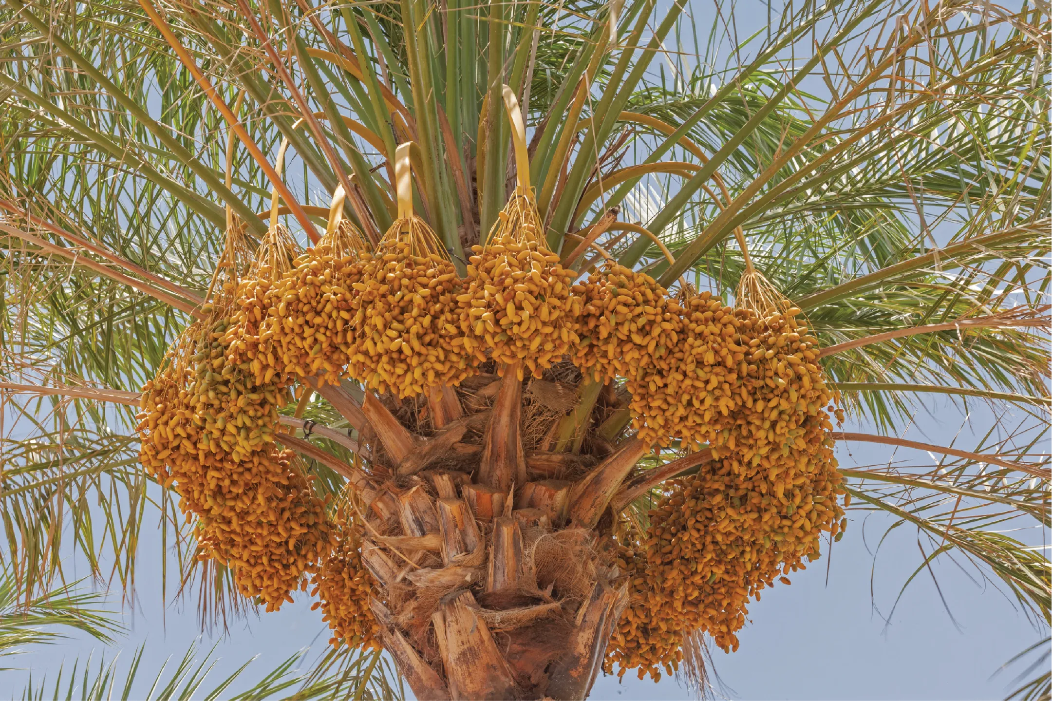 Un campo lleno de flores de cempasuchil  con una montaña de fondo. Ruta de las flores