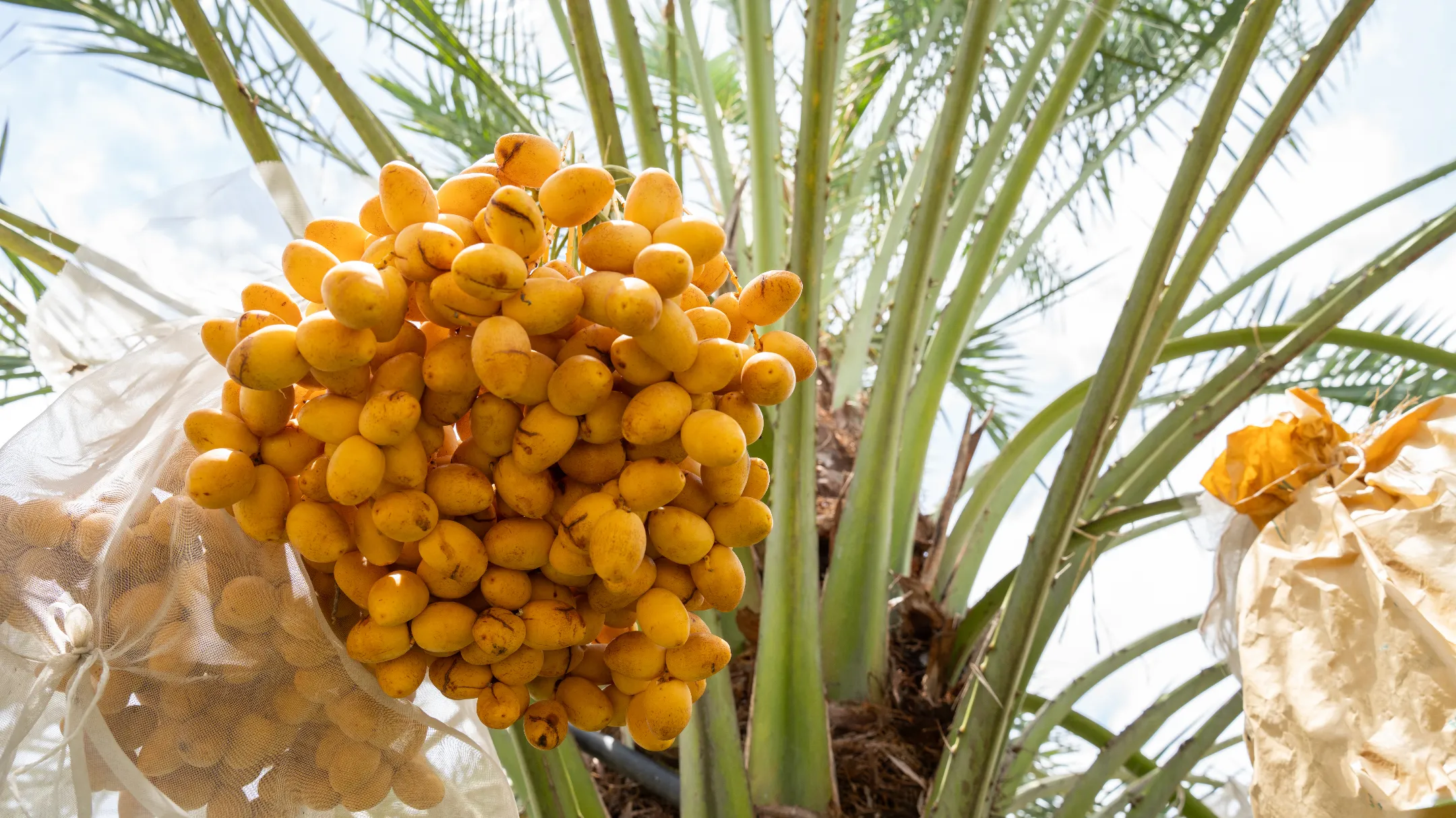 Dos personas tallando una calabaza y decorandola. Ruta de las flores