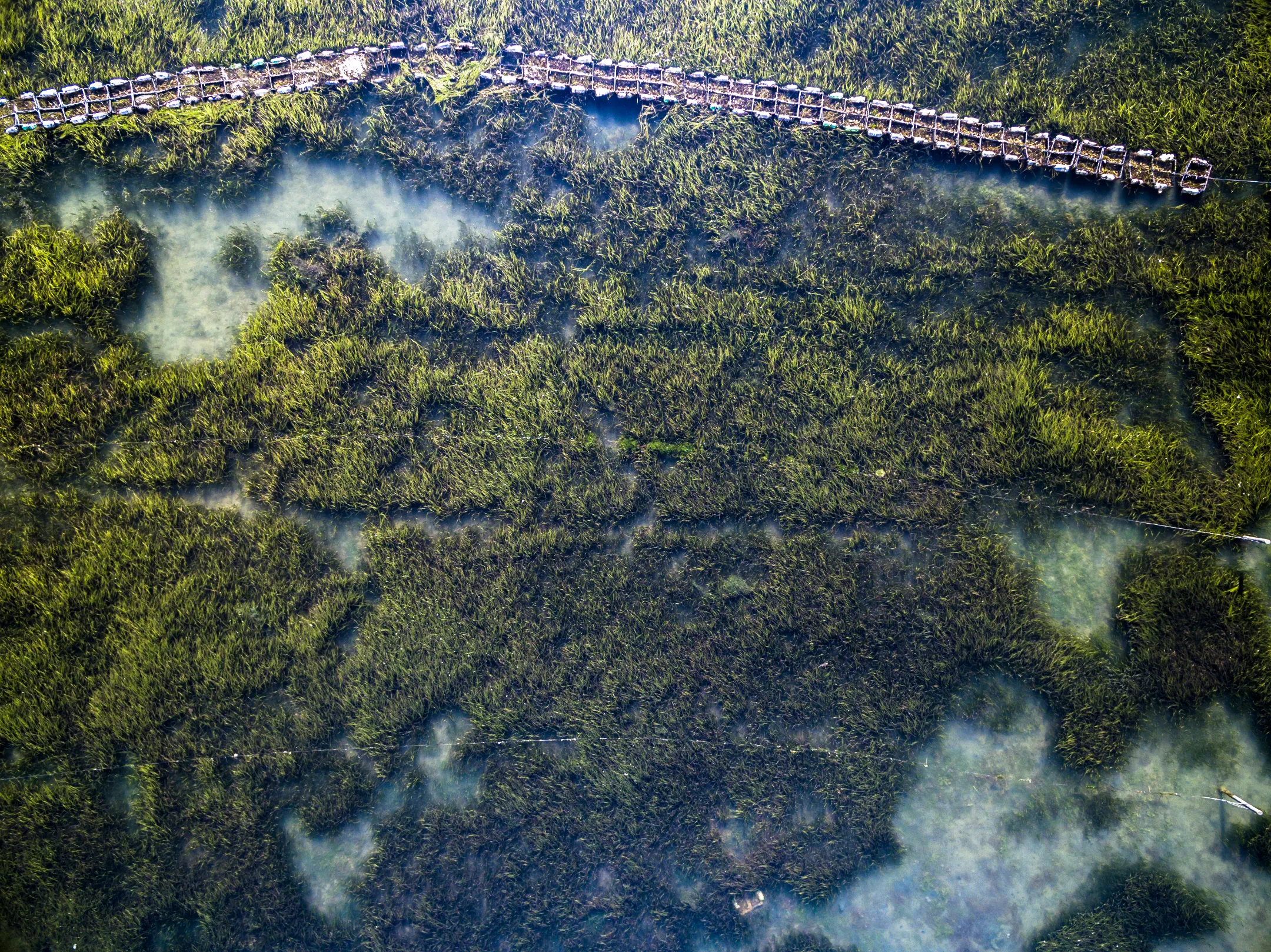 Un campo lleno de flores de cempasuchil  con una montaña de fondo. Ruta de las flores