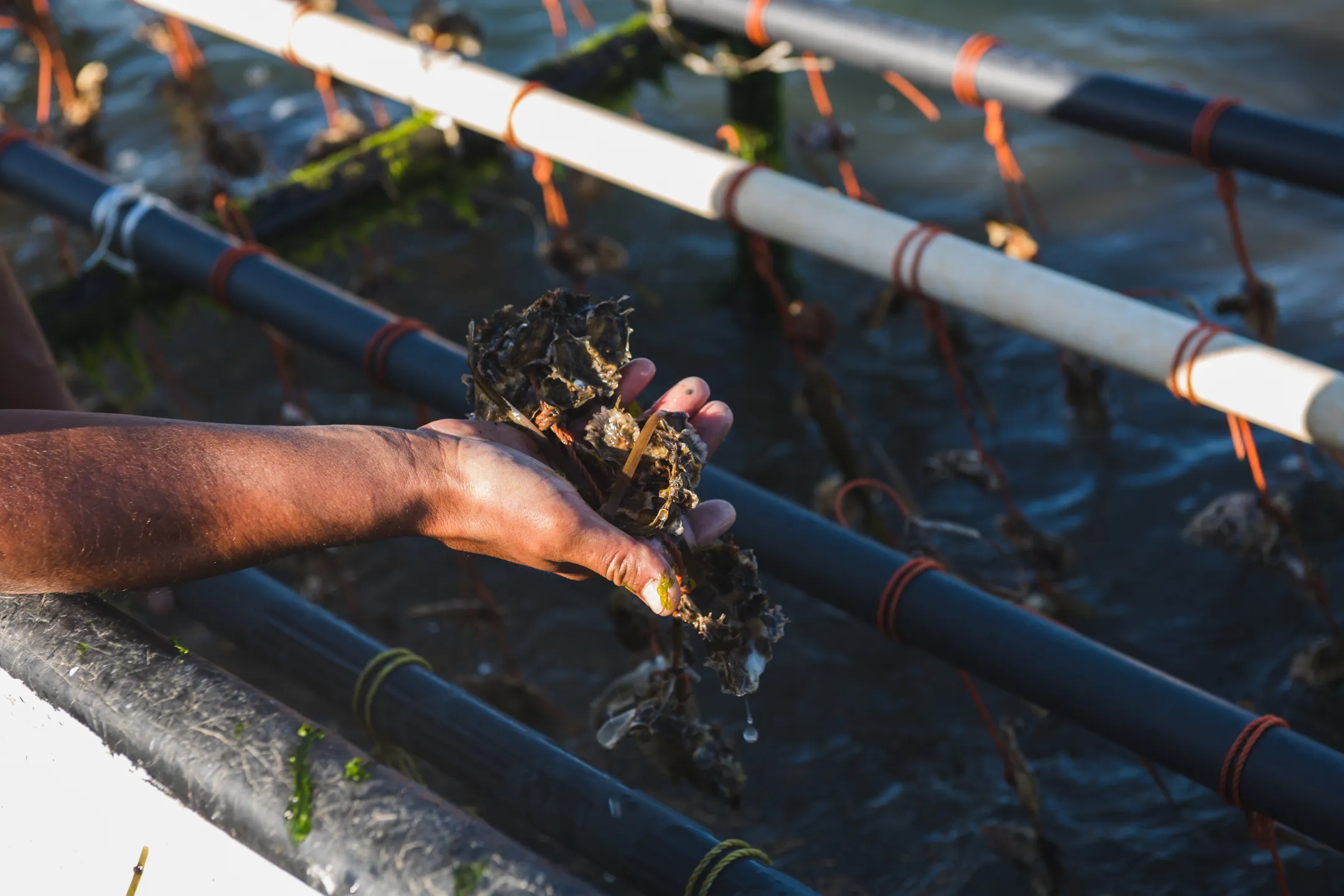 Un campo de flores de cempasuchil, con muchas personas recorriendolos y una casa colorida en un costado. Ruta de las flores
